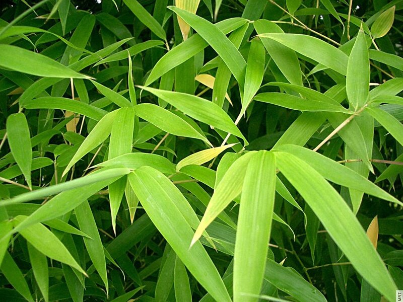 Green bamboo leaves in a grove