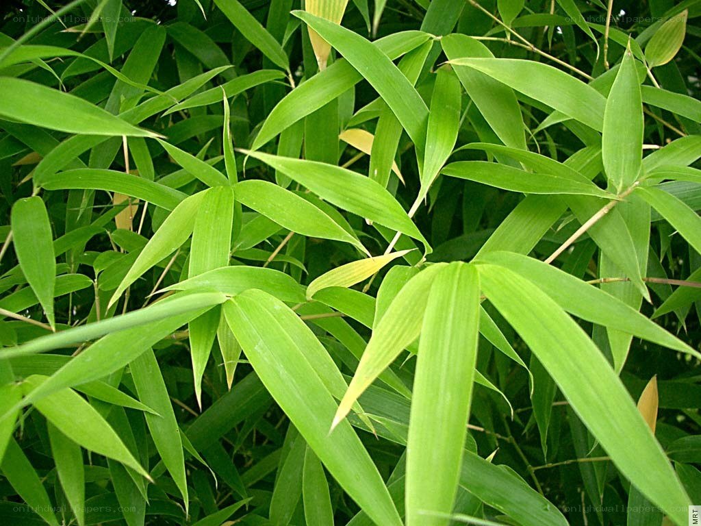 Green bamboo leaves in a grove