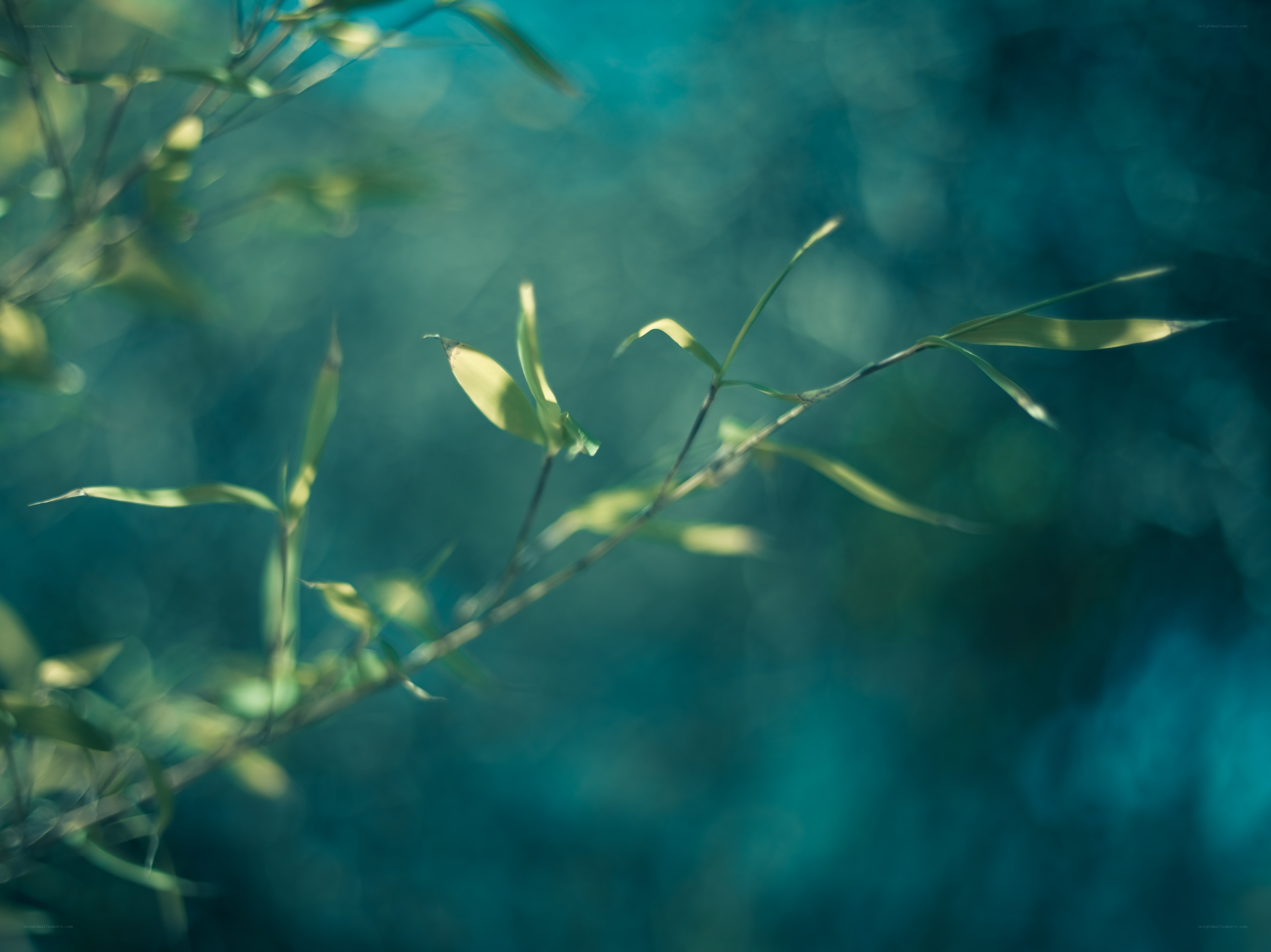 Green bamboo leaves in soft light