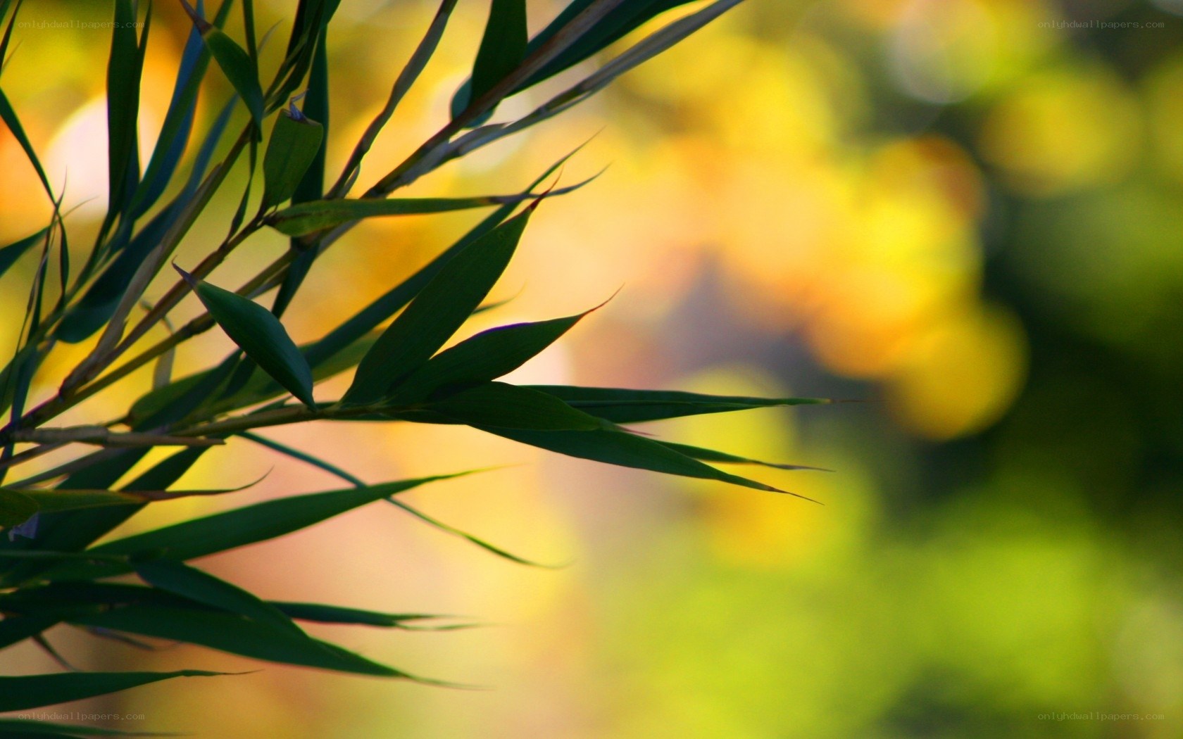 Green bamboo leaves in sunlight