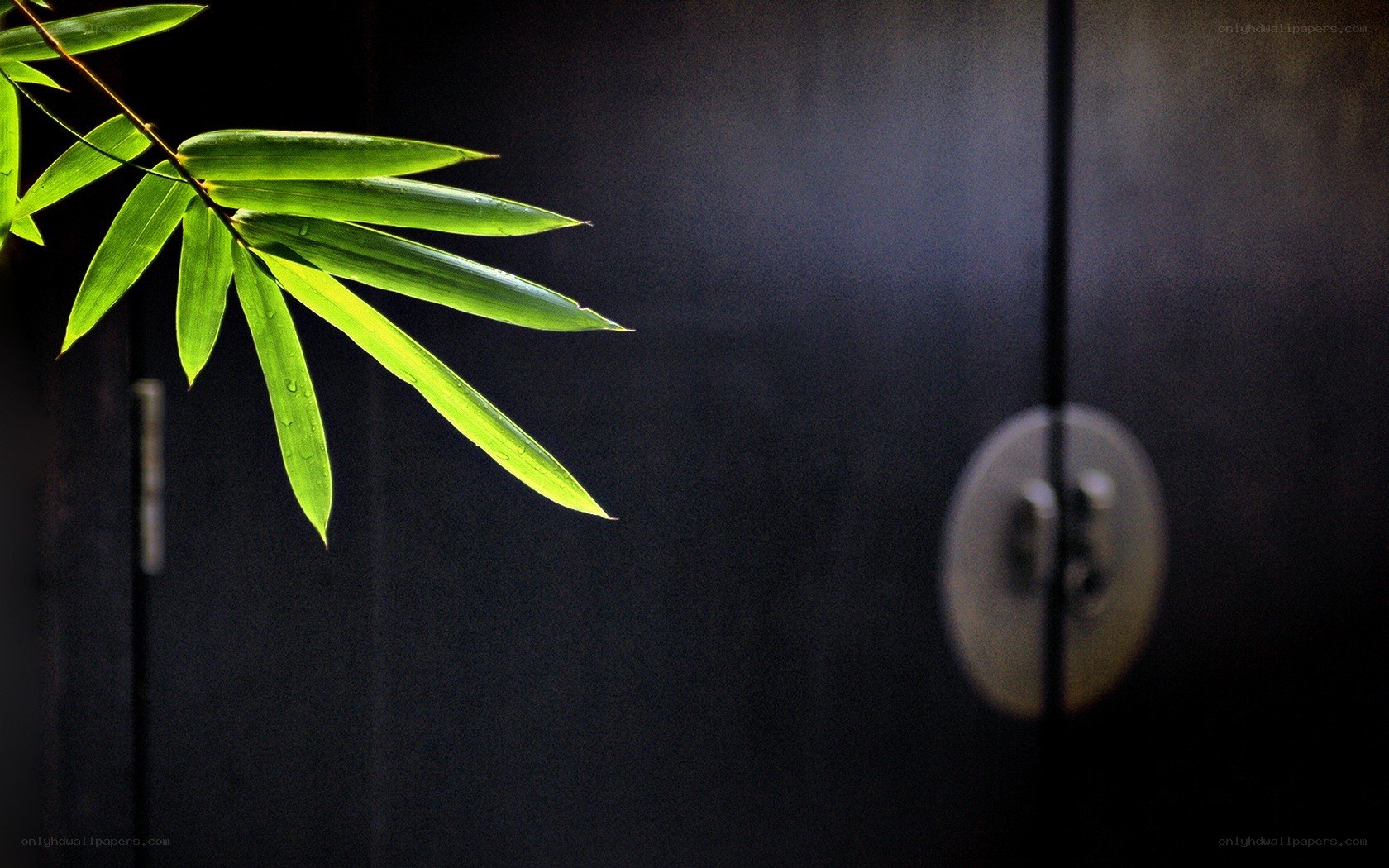 green bamboo leaves on dark door
