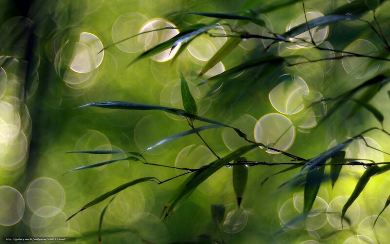 Green Bamboo Leaves — Serene, Afternoon, Photograph, Bokeh