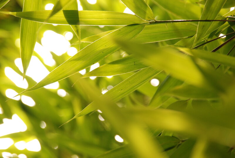 Green Bamboo Leaves — Serene, Afternoon