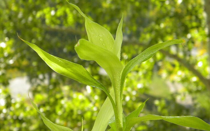 Green Bamboo Leaves — Serene, Morning, Photograph, Water Droplets