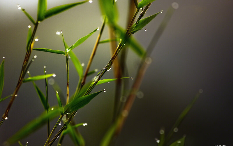 Green Bamboo Leaves — Serene, Morning