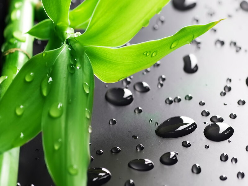 Green Bamboo Leaves — Serene, Photograph