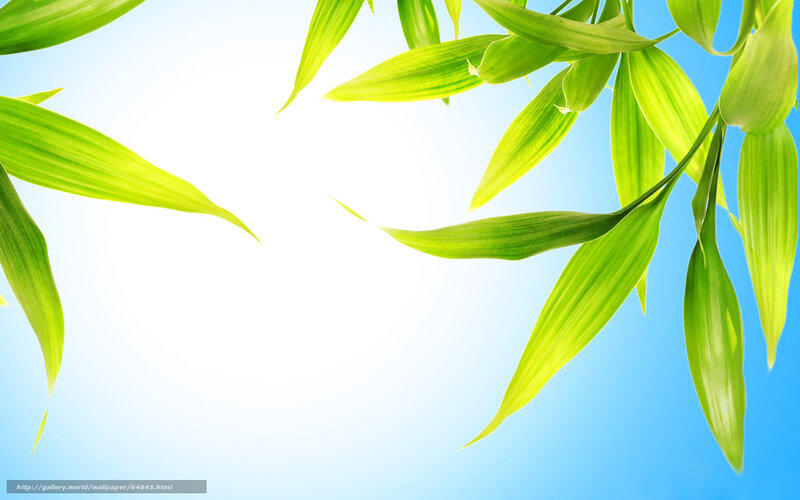 Green Bamboo Leaves — Serene