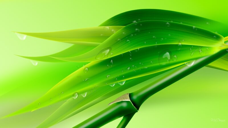 Green Bamboo Leaves