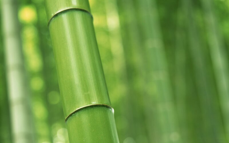 Green bamboo stalk in forest