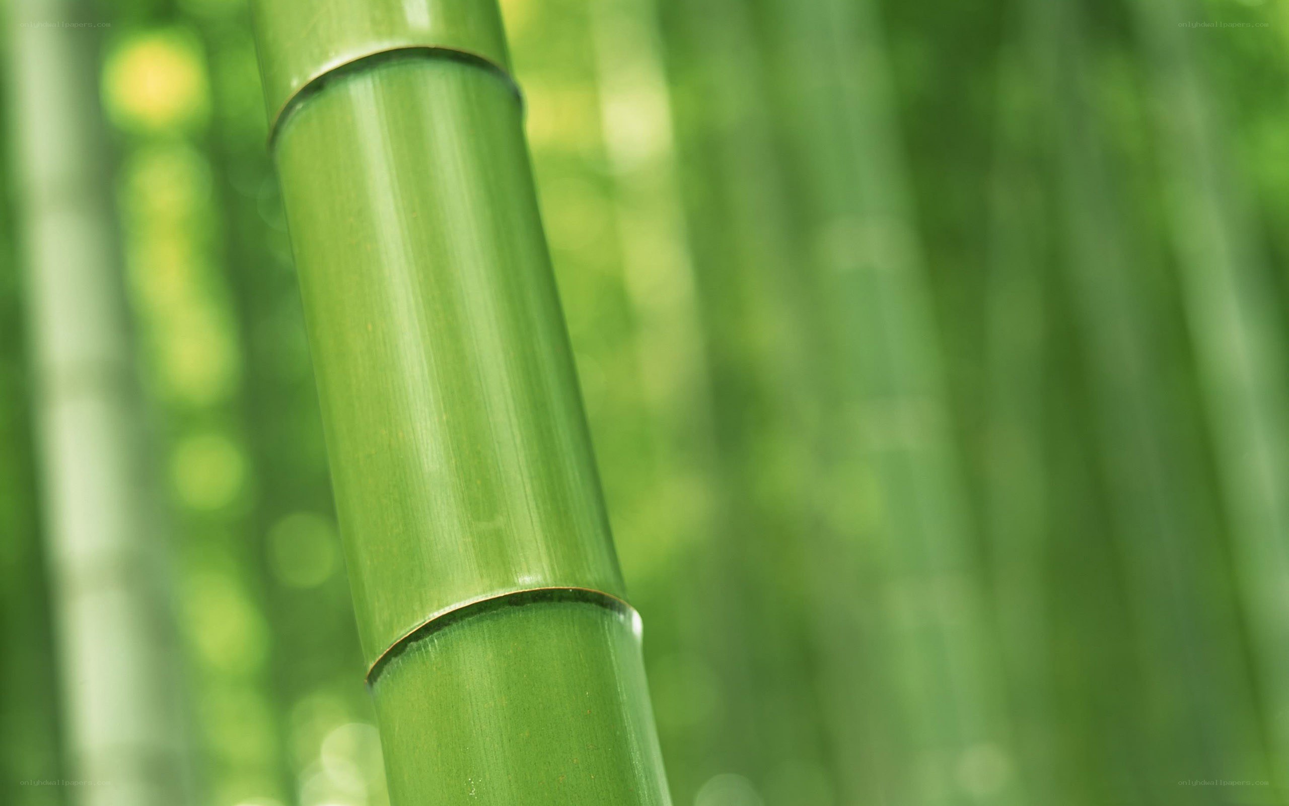 Green bamboo stalk in forest