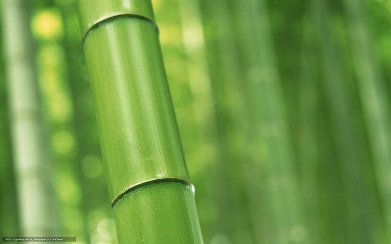 Green bamboo stalk in forest