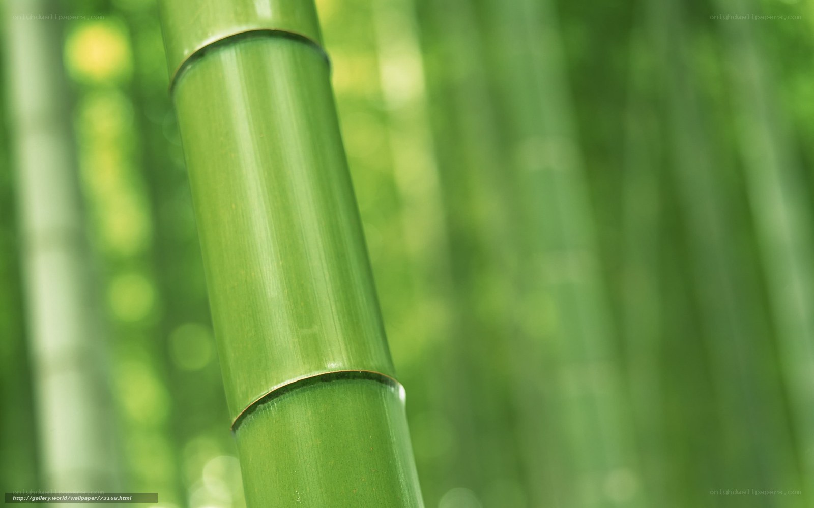 Green bamboo stalk in forest