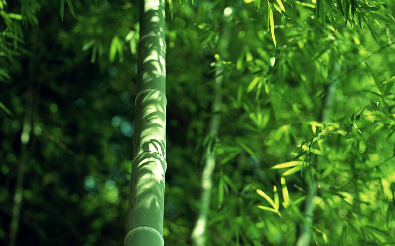 Green Bamboo Stalk — Serene