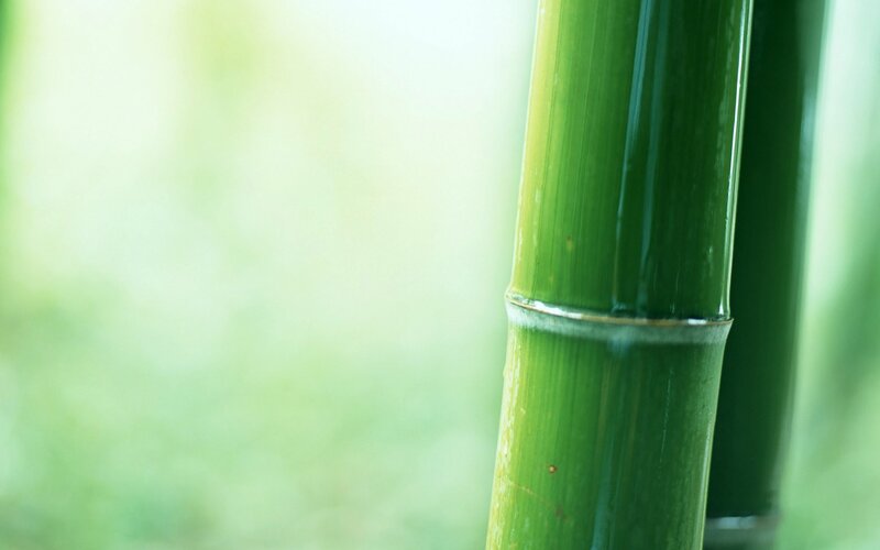 Green Bamboo Stalk