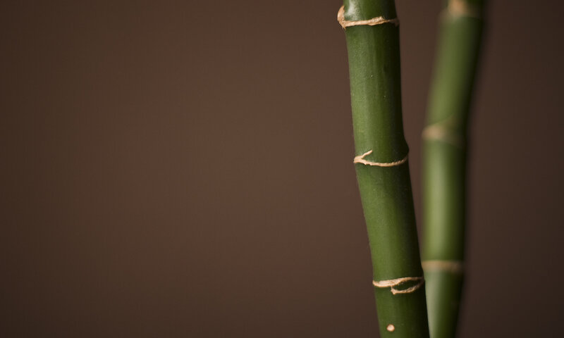 green bamboo stalks