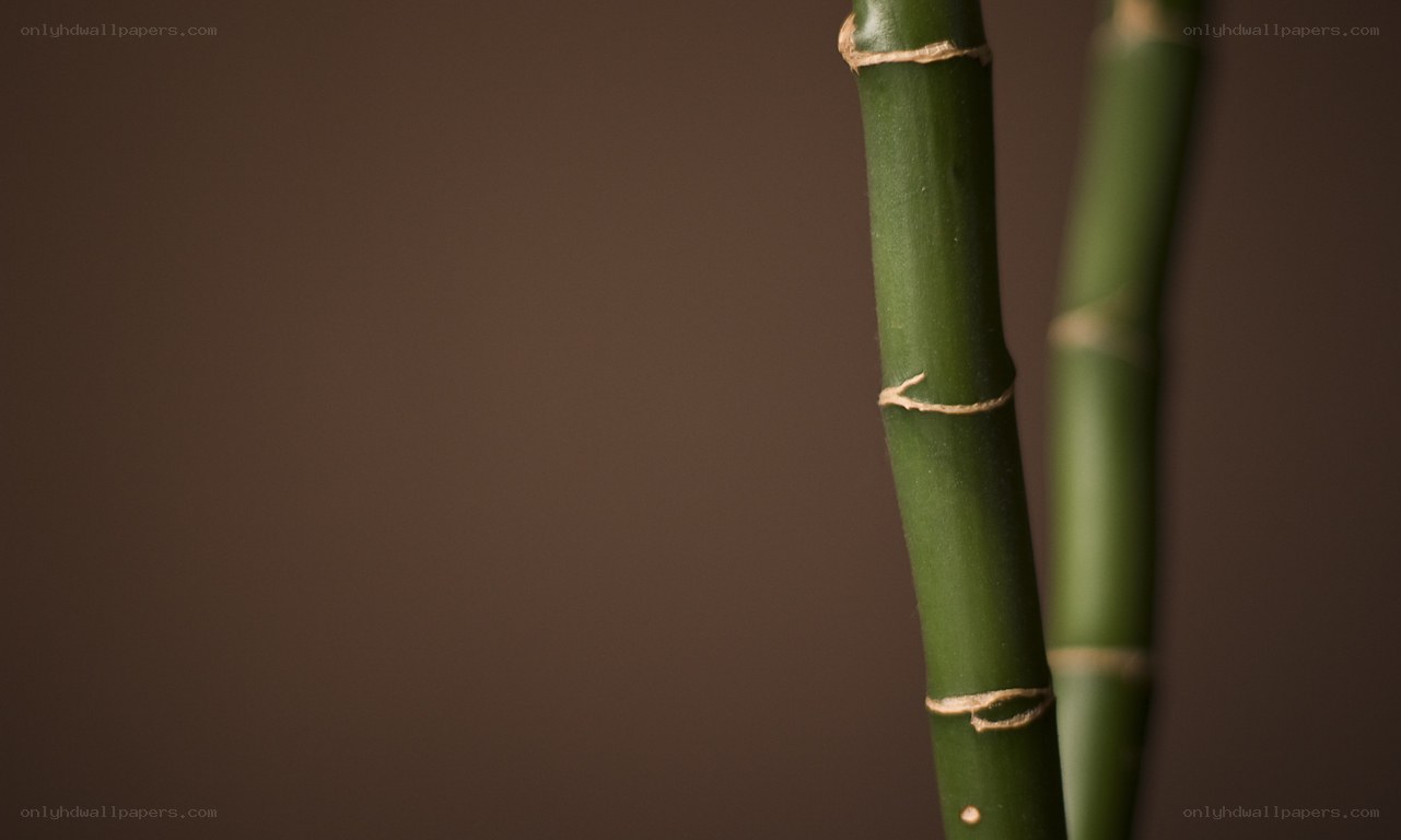 green bamboo stalks