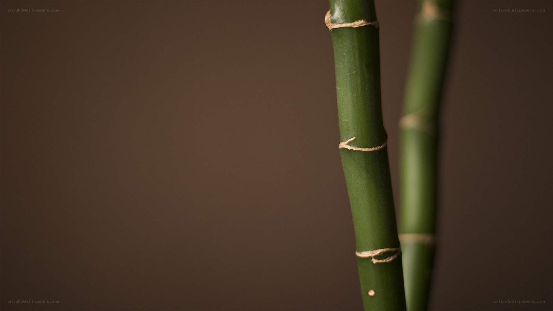 green bamboo stalks