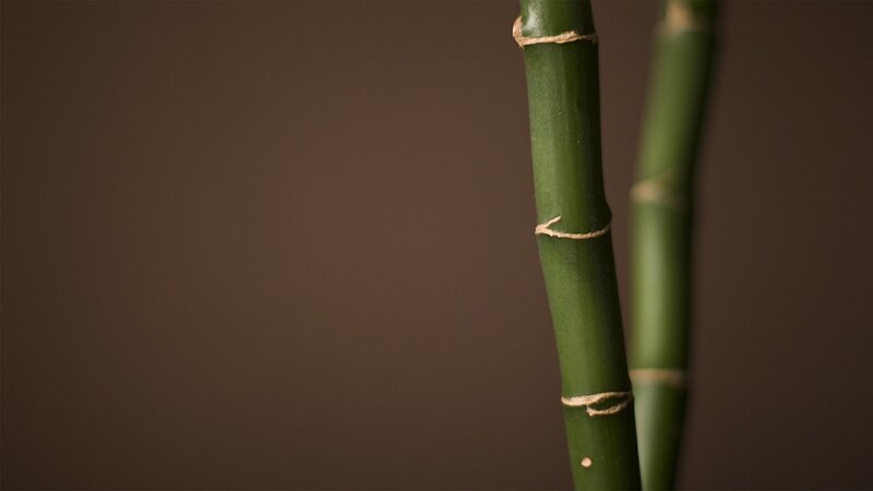 Green Bamboo Stalks — Calm, Photograph, Brown Background