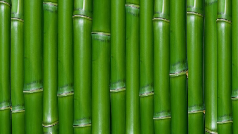 Green Bamboo Stalks — Calm, Photograph