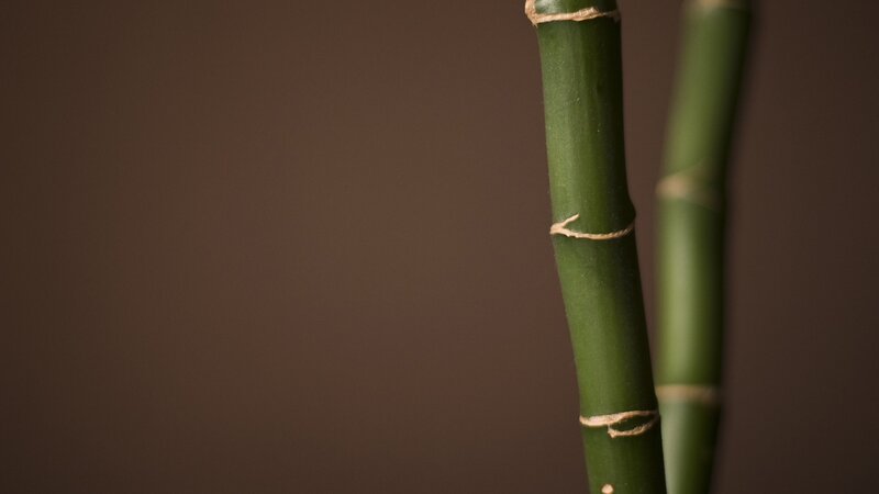 Green Bamboo Stalks — Calm