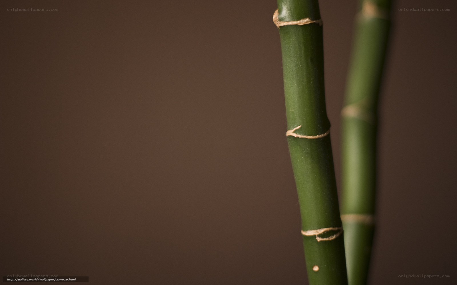 Green bamboo stalks close-up