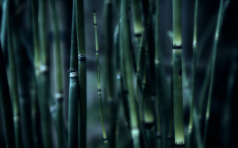 Green Bamboo Stalks — Dark