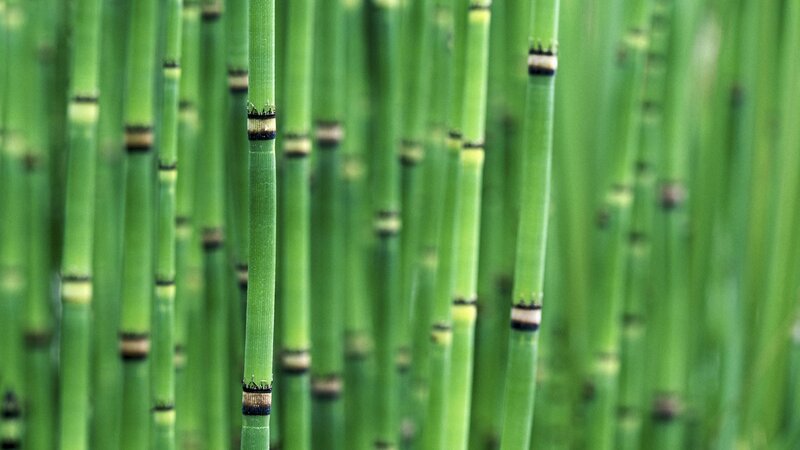 Green bamboo stalks in a forest