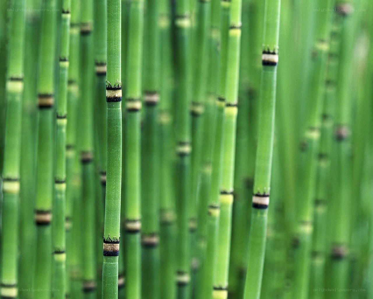 Green bamboo stalks in a forest