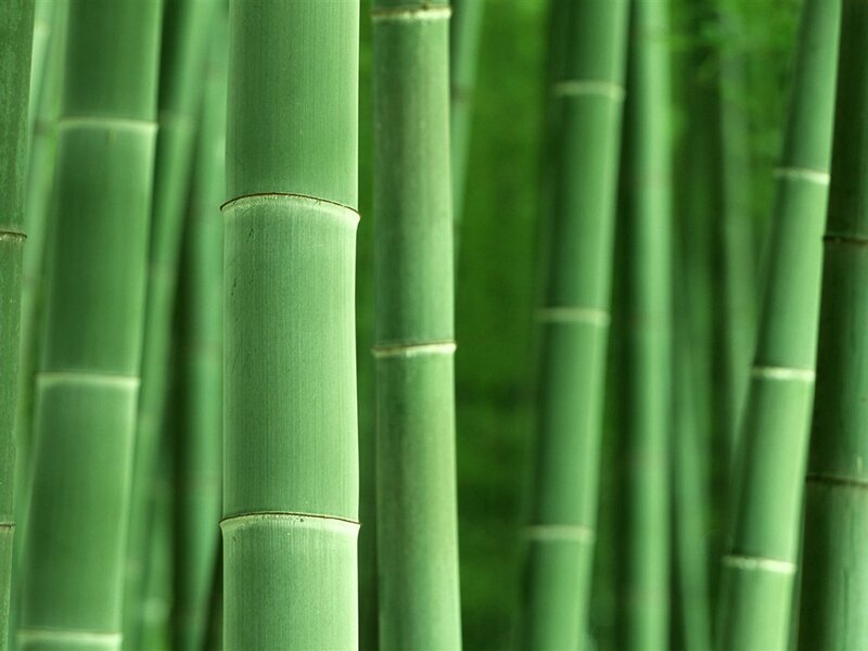 Green bamboo stalks in a forest