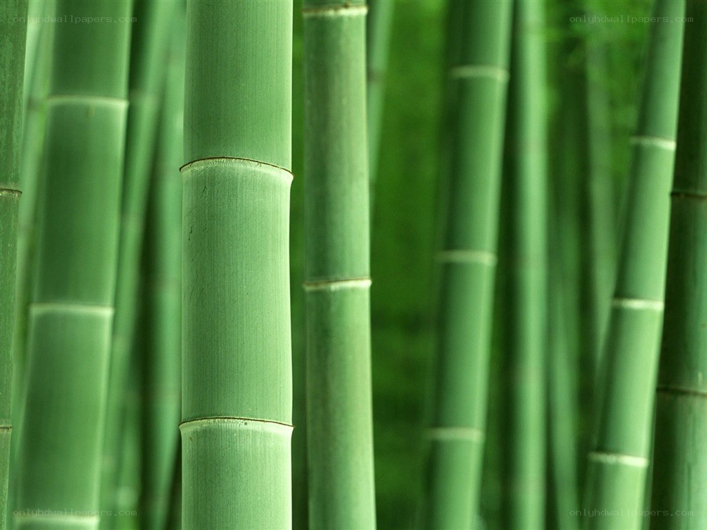Green bamboo stalks in a forest
