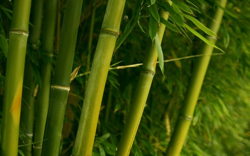 Green bamboo stalks in a grove
