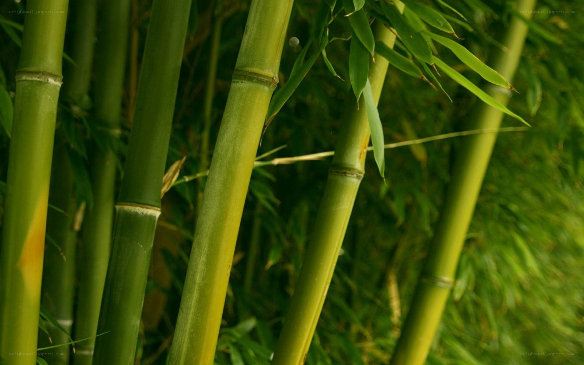 Green bamboo stalks in forest