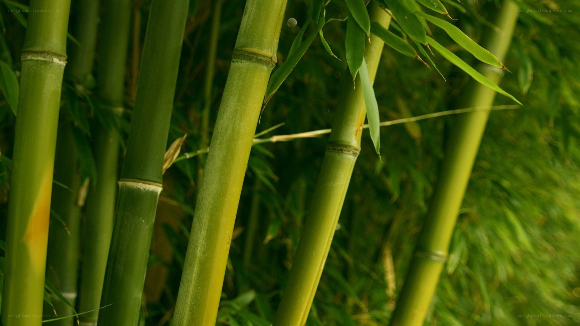 Green bamboo stalks in forest