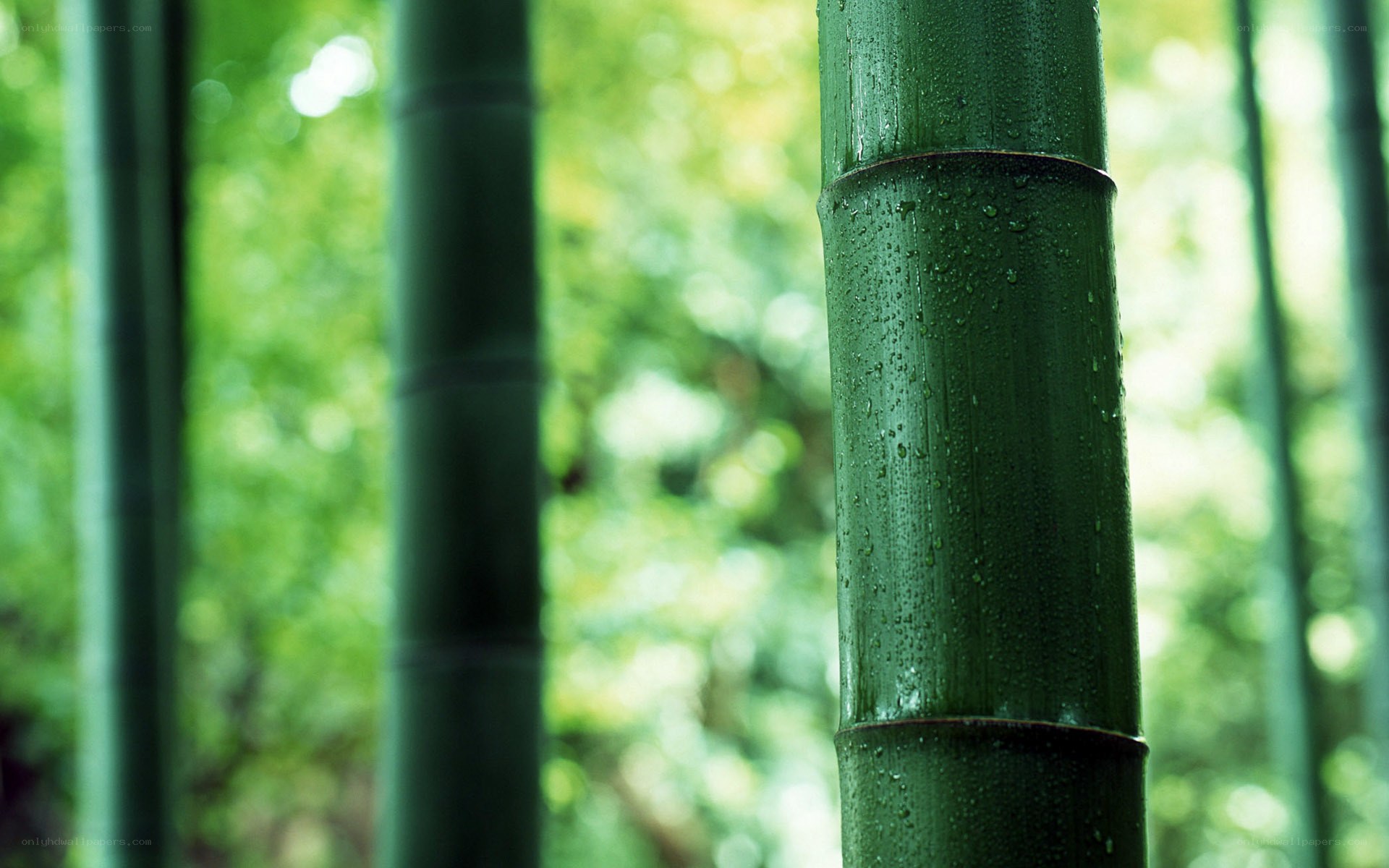 Green bamboo stalks in forest