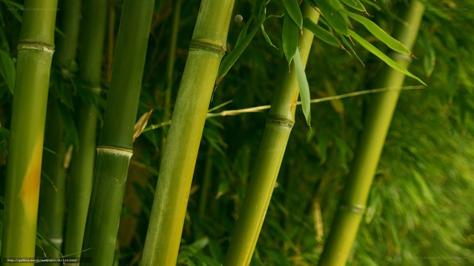 Green bamboo stalks in forest