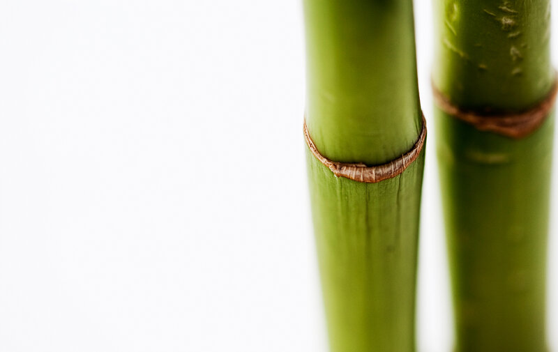 Green Bamboo Stalks — Minimalist