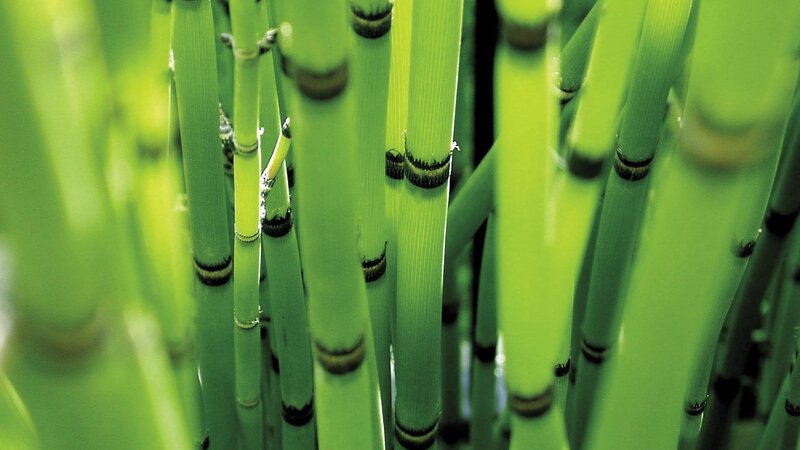 Green Bamboo Stalks — Natural, Photograph, Nodes