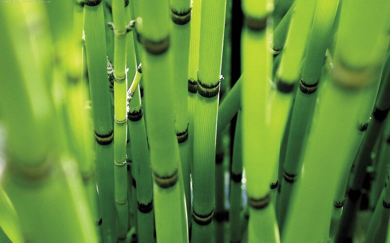 Green Bamboo Stalks — Natural