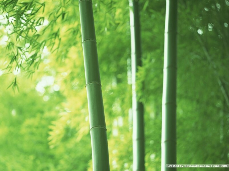 Green Bamboo Stalks — Serene, Afternoon, Photograph, Bamboo Leaves