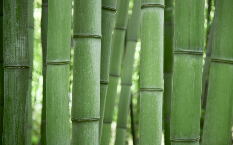 Green Bamboo Stalks — Serene, Afternoon, Photograph, Forest, Sunlight