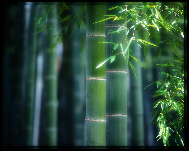 Green Bamboo Stalks — Serene, Afternoon, Photograph, Leaves, Forest, Black