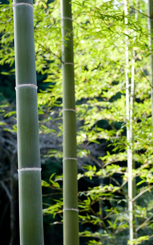 Green Bamboo Stalks — Serene, Afternoon, Photograph, Leaves, Forest