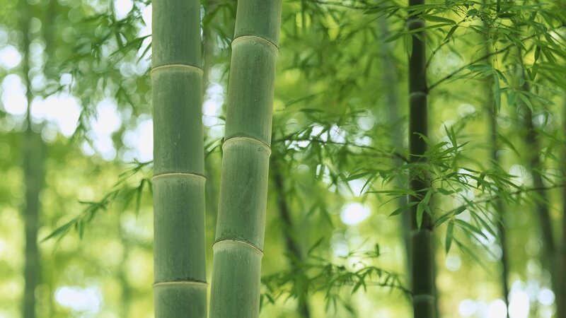 Green Bamboo Stalks — Serene, Afternoon, Photograph, Leaves, Forest, White