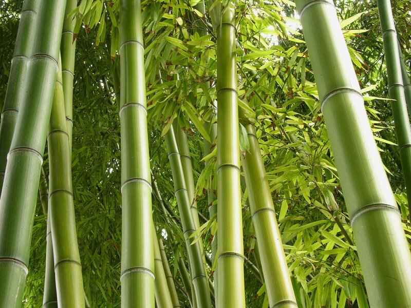Green Bamboo Stalks — Serene, Afternoon, Photograph, Leaves, Forest, Yellow