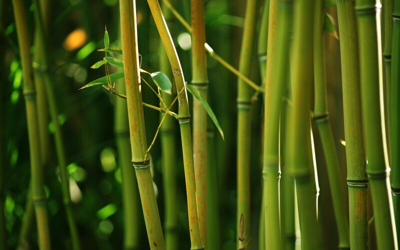 Green Bamboo Stalks — Serene, Afternoon, Photograph, Leaves, Sunlight