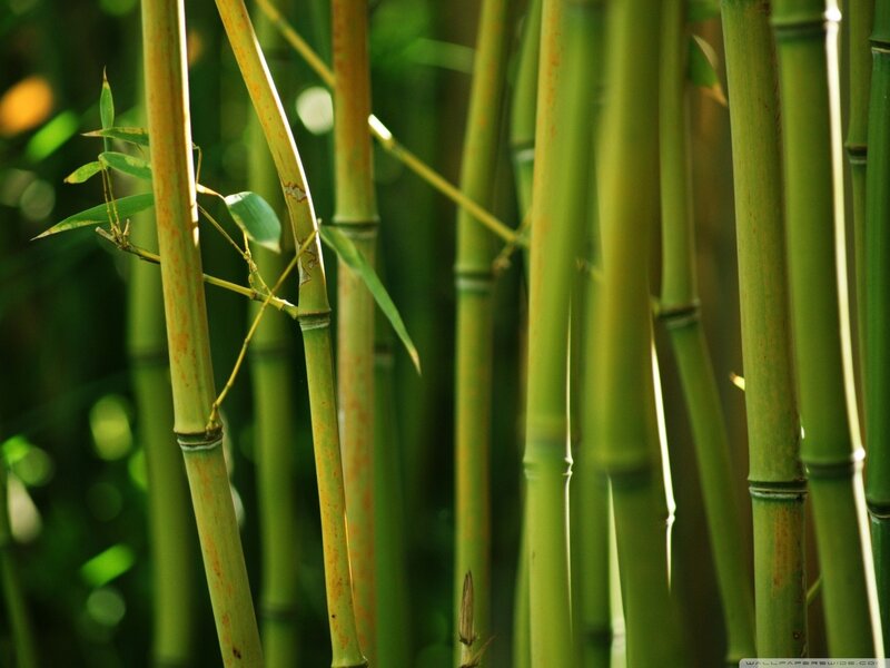 Green Bamboo Stalks — Serene, Afternoon, Photograph, Leaves, Sunlight, Yellow