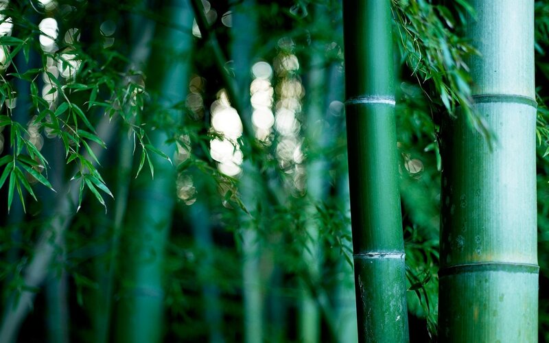 Green Bamboo Stalks — Serene, Afternoon
