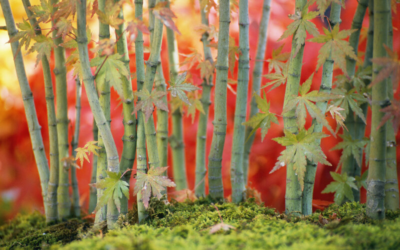 Green Bamboo Stalks — Serene, Autumn