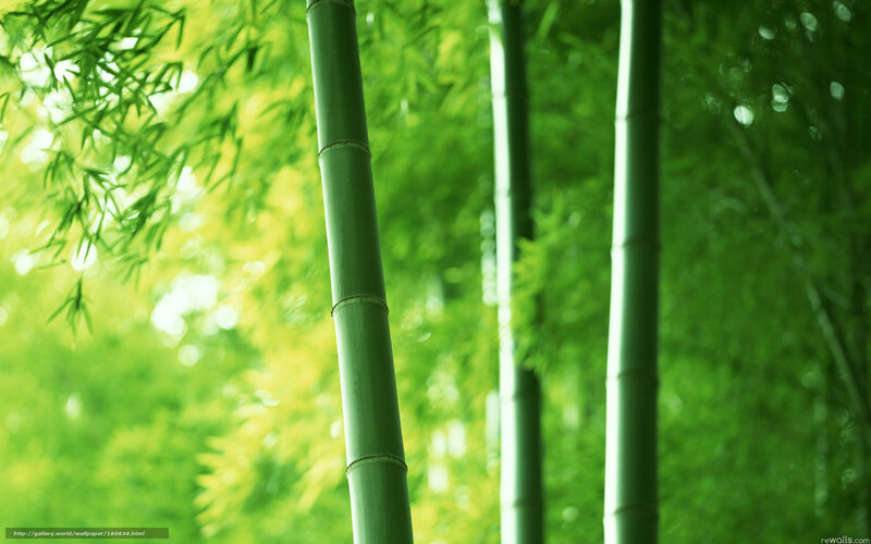 Green Bamboo Stalks — Serene, Morning, Photograph, Bamboo Leaves