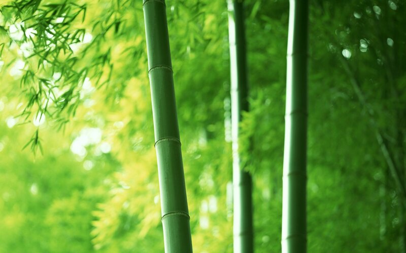 Green Bamboo Stalks — Serene, Morning, Photograph, Leaves